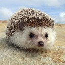 hedgehog-with-a-bl0g avatar