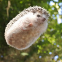 hedgehogs-can-fly avatar