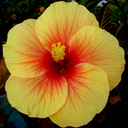 hibiscus-2691 avatar