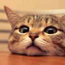 hilarious-cat-gifs avatar