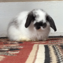 holland-lop-pascal avatar