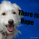 hopeforanimals1-blog avatar