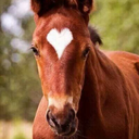 horsesmakemehappyinside-blog avatar