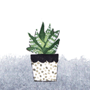 houseplantcentral avatar