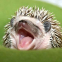 humanitarianhedgehog avatar