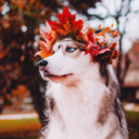 huskiesadventures avatar