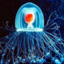 hydrozoa-theimmortaljellyfish avatar