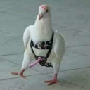 hyperpigeon avatar