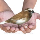 i-give-birds-to-people avatar