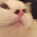 ilikecatsncarbs avatar