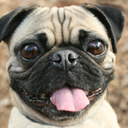 ilovepugs4ever avatar