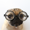 itsdougthepug avatar