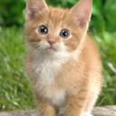 itty-bitty-kitty-cats avatar