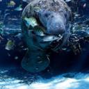 jellybellymanatee avatar