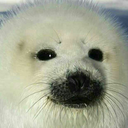 justbabyharpseals avatar