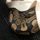 keffytheballpython avatar