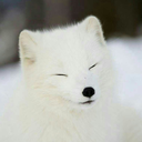 kitarcticfox avatar