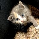 kitten-rescue avatar