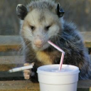 kojitheopossum avatar