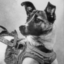 laika-the-canine-cosmonaut avatar