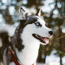 laikahusky avatar