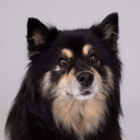 lapphundfluff avatar