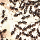 large-swarm-of-ants avatar