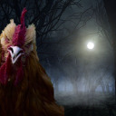 latenightchicken avatar