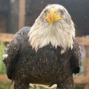 lavenhamfalconry001 avatar