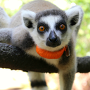 lemur-conservation-foundation avatar