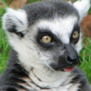 lemurparty avatar