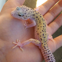 leopardgeckos101-blog avatar