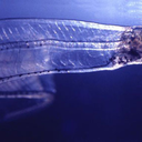 leptocephalus avatar