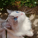 lexusthecat avatar