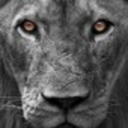 lionstigersandme-blog avatar