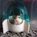 literaryhamster avatar