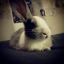 littlebunnyfoufou avatar