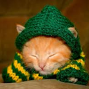 littlehatsoncats-blog avatar