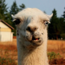 llama--glama avatar