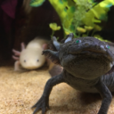 lots-of-lotl-love avatar