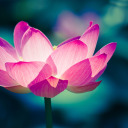 lotusflower00 avatar