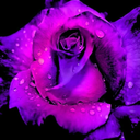 lovroses avatar