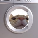 lucas-the-washing-machine avatar