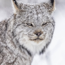 lynxtherian avatar