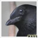 magpiesaesthetics avatar