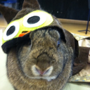 maozedongbunny avatar