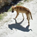 mapdogs avatar