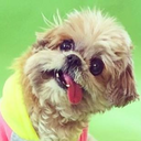 marniethedog avatar