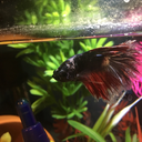 maxwell-betta avatar