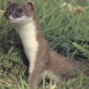 megastoat avatar